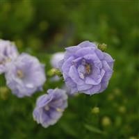 Campanula x haylodgensis