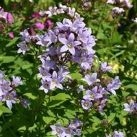 Campanula lactiflora 'Loddon Anna'