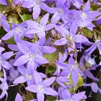 Campanula poscharskyana 'Garden Star' (VR)