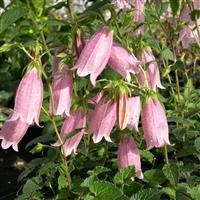 Campanula punctata 'Pink Chimes' (VR)