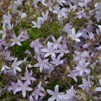 Campanula poscharskyana 'Lisduggan Var'