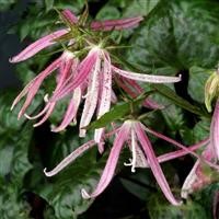 Campanula punctata 'Pink Octopus' (P)