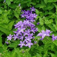 Campanula lactiflora 'Prichard's Variety'