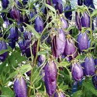 Campanula punctata hybr. 'Sarastro'