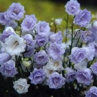 Campanula 'Summer Pearl'