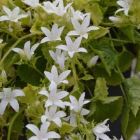 Campanula poscharskyana 'Silver Rain'