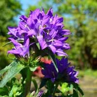 Campanula glomerata 'Superba'