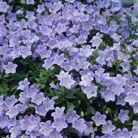 Campanula 'Yvonne'