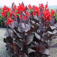 Canna 'Tropicanna Black' (P)