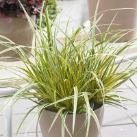 Carex morrowii 'Everglow' (P)