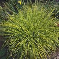 Carex elata 'Aurea'