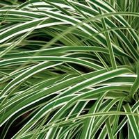 Carex oshimensis 'Everest' (P)