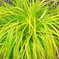 Carex oshimensis 'Everillo' (P)