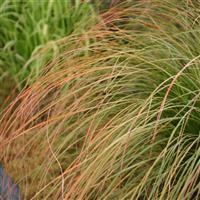 Carex testacea