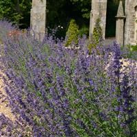 Catmint