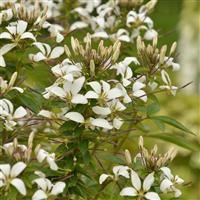 Cleome 'Senorita Blanca' (P)