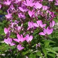 Cleome 'Senorita Rosalita' (P)