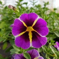 Calibrachoa Superbells 'Evening Star' (P)