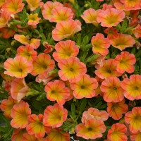 Calibrachoa Superbells 'Honey Peach' (P)