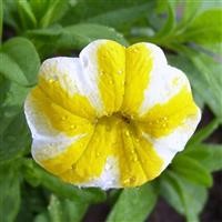 Calibrachoa Superbells 'Lemon Slice' (P)