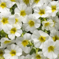 Calibrachoa Superbells 'Over Easy' (P)