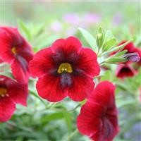 Calibrachoa Superbells 'Pomegranate Punch' (P)