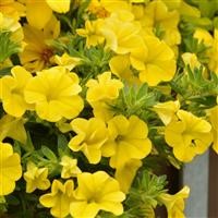 Calibrachoa Superbells Unique 'Golden Yellow' (P)