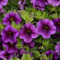 Calibrachoa Superbells Unique 'Lilac' (P)