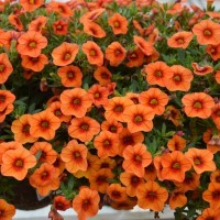 Calibrachoa Superbells Unique 'Orange' (P)