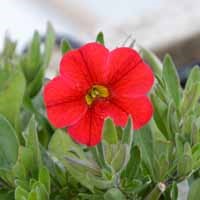 Calibrachoa Superbells Unique 'Red' (P)