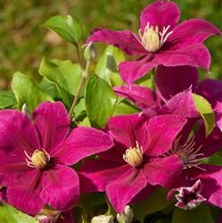 Clematis Boulevard 'Acropolis' (P)