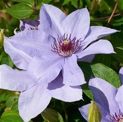 Clematis Boulevard 'Bernadine' (P)