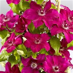 Clematis Boulevard 'Daiyu' (P)