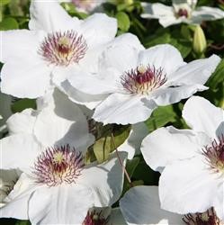 Clematis Boulevard 'Ninon' (P)