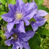 Clematis Boulevard 'Olympia' (P)