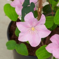 Clematis Boulevard 'Pompeii' (P)