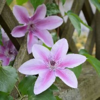 Clematis Boulevard 'Yuan' (P)