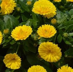 Calendula PowerDaisy 'Sunny' (P)