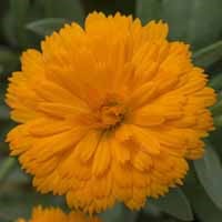 Calendula PowerDaisy 'Tango' (P)