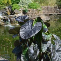 Colocasia 'Black Coral' (P)