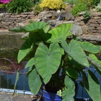 Colocasia 'Blue Hawaii' (P)