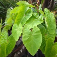 Colocasia 'Maui Gold' (P)