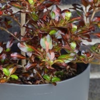 Coprosma 'Glowing Embers' (P)