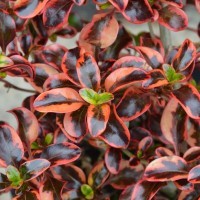 Coprosma 'Inferno' (P)