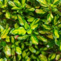 Coprosma 'Lemon & Lime' (P)