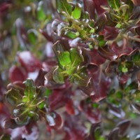 Coprosma 'Pacific Night' (P)