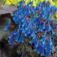 Corydalis 'Blue Heron' (VR)