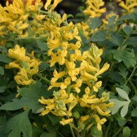 Corydalis 'Canary Feathers' (P)