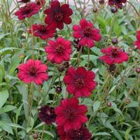 Cosmos astrosanguineus 'Chocamocha' (P)