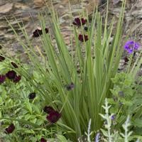 Cordyline australis